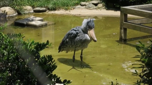 Shoebill 2